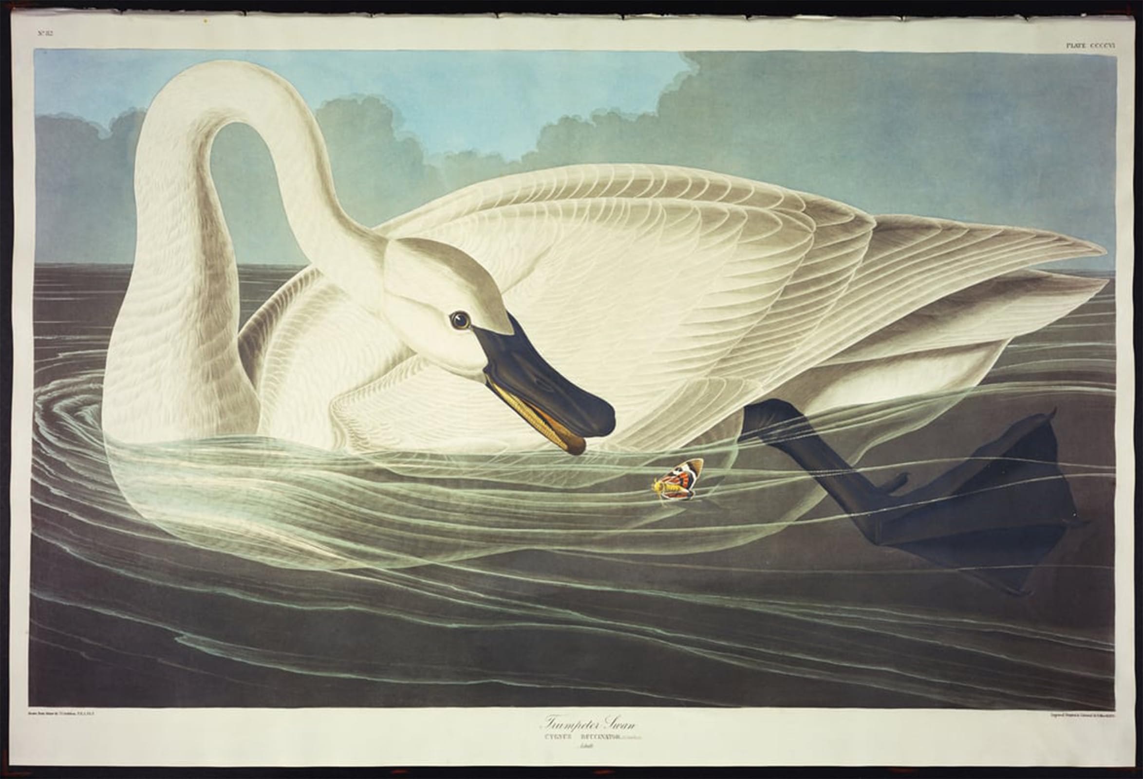 ARTXLXXBN Famous Prints Artwork Pictures Poster Painting Art Trumpeter Swan by John Jamess Audubon Artwork Landscape Pictures for Home Decor 60x90cm