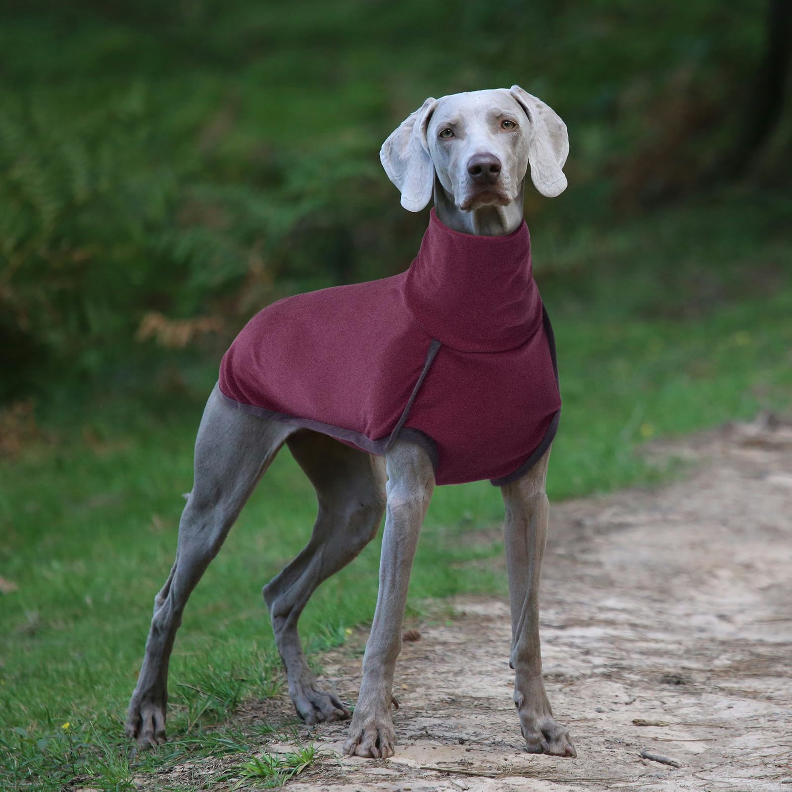 ROZKITCH Felpe per cani di piccola taglia, gilet invernale per cani di piccola taglia, maglione a collo alto elastico, maglietta leggera per cani di piccola e grande taglia, rosso, S