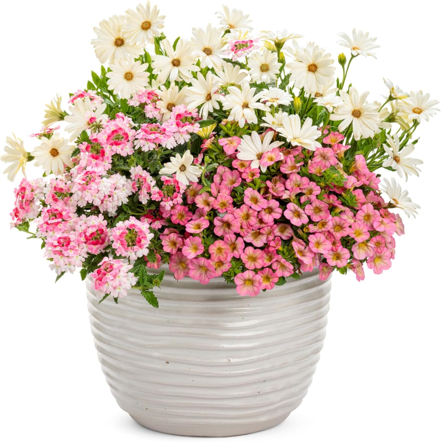 Proven Winners Bright Lights White African Daisy (Osteospermum) Live Plant, Eco+ Grande, 4 Pack