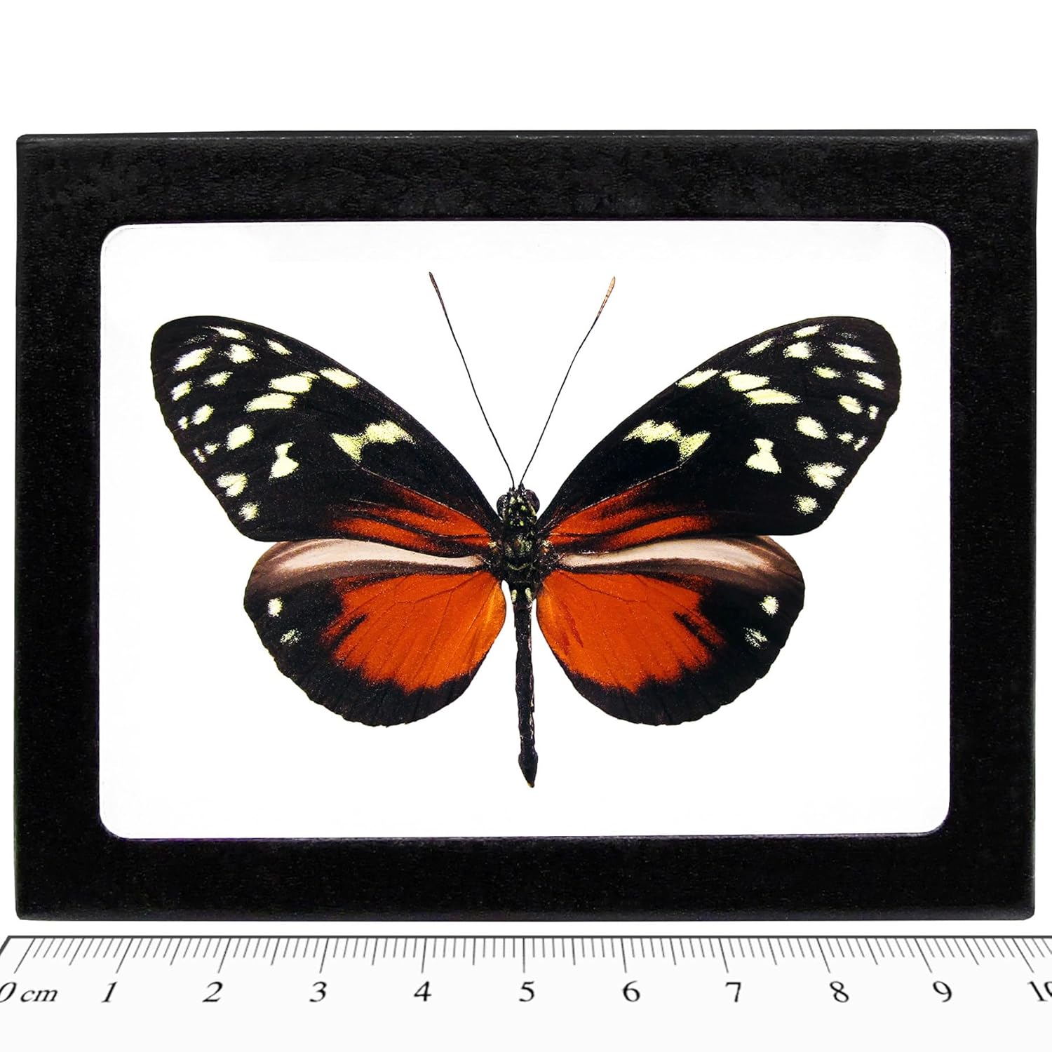 BicBugs Heliconius hecale Orange Black Butterfly Costa Rica Framed
