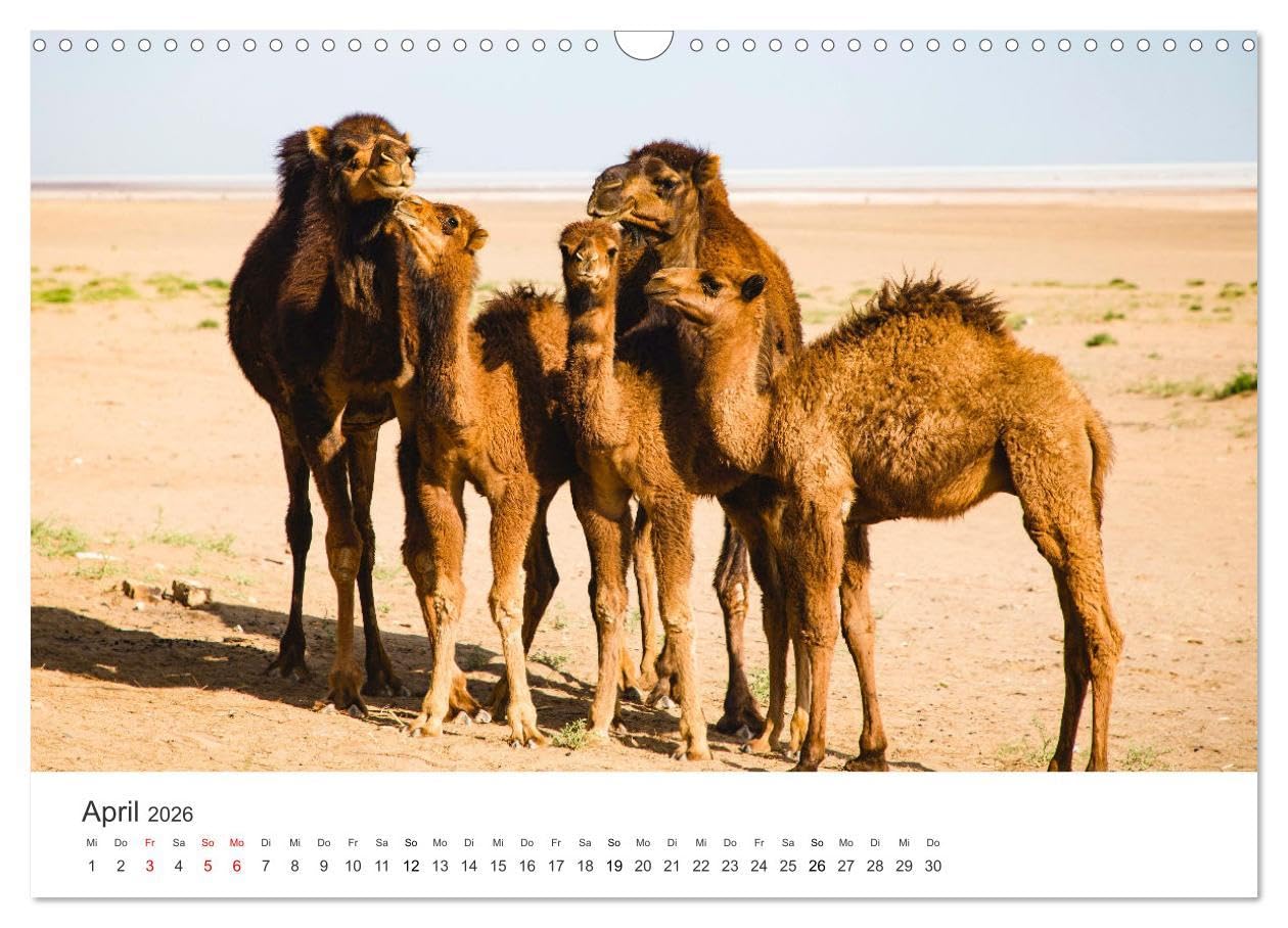 Kamele - die wahren Überlebenskünstler der Wüste. (Wandkalender 2026 DIN A3 quer), CALVENDO Monatskalender: Die geheimnissvollen Tiere der Wüste. (CALVENDO Orte)