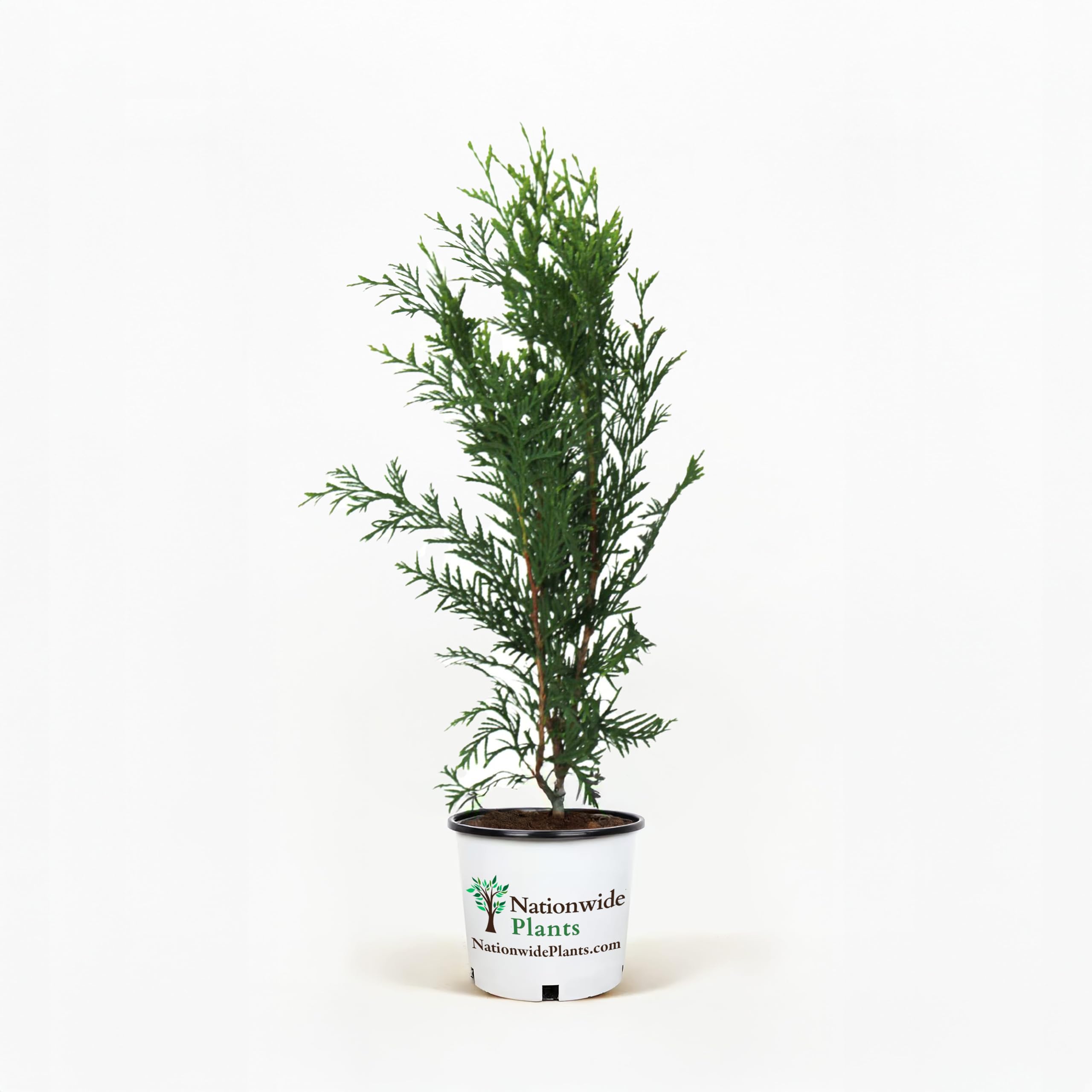 Amazon.com : Thuja Green Giant Trees 1-2 ft. / Single : Patio