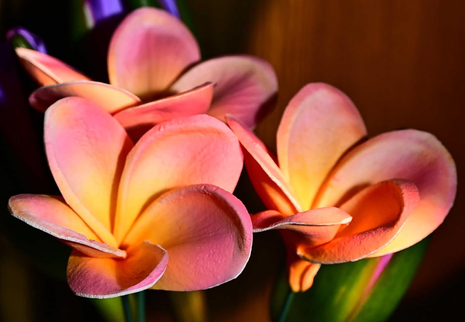 20pcs Pink Orange Color PU Real Touch Lifelike Artificial Hawaiian Plumeria Frangipani Flower Detachable Flower Stems Wedding Home Party Decoration