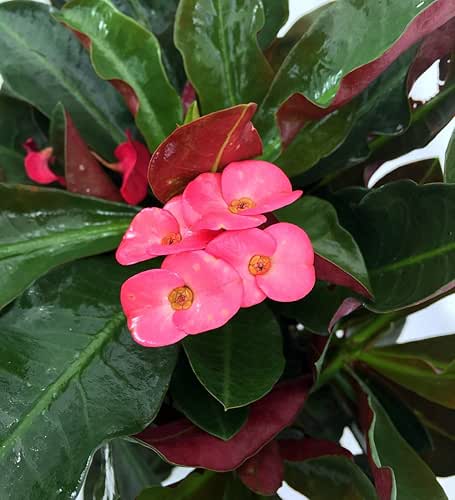Red Crown of Thorns Plant - Euphorbia splendens