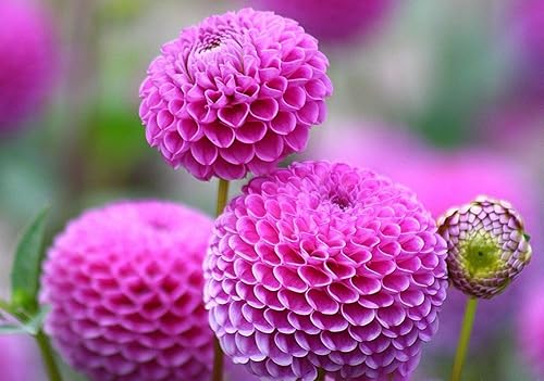 Miniatura 6 de Semillas Dahlia Pompon Mix - Orgánico