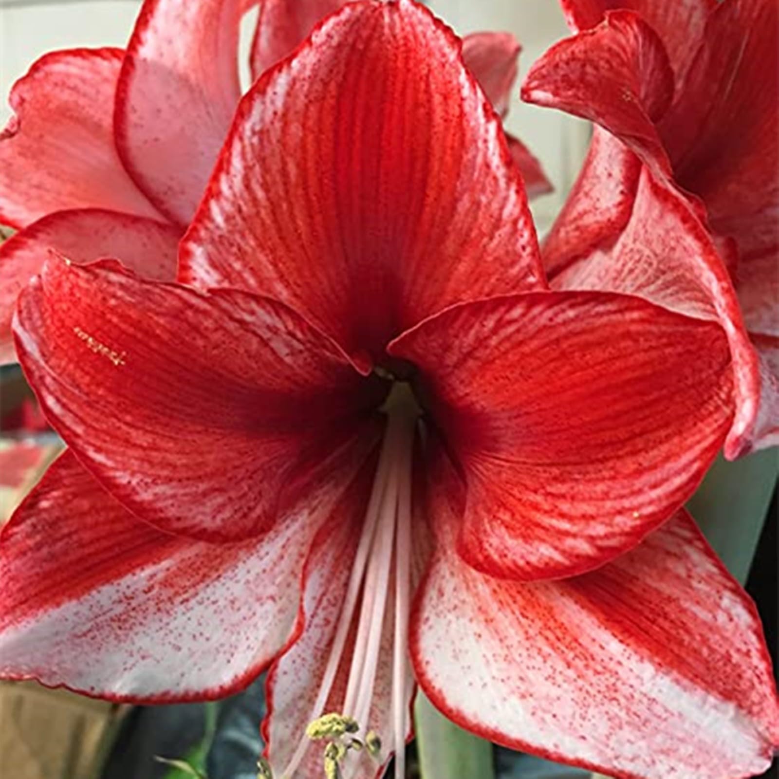 Amaryllis for Planting Now UK Ornamental Perennial Greening Flower/Good for Containers Easy Plant/Natural Organic/Excellent Display Plant Bulbs-2bulbs-B