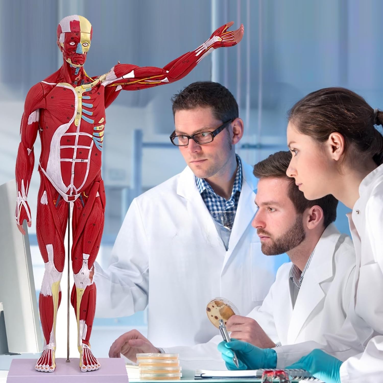 Human Anatomy Muscle Model, 27 Parts 1/2 Life Size 33” Human Body Muscular System Anatomy Model with Removable Organs and Muscle Anatomy Includes Color Manual for Medical Educational Training Study