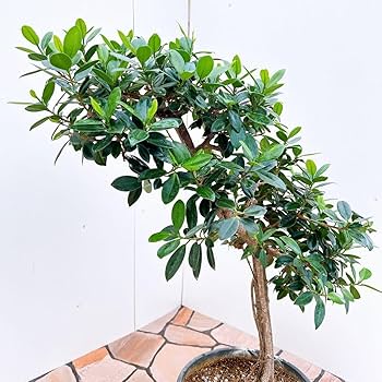 Amazon.co.jp: ガジュマル 尖閣ガジュマル センカクガジュマル