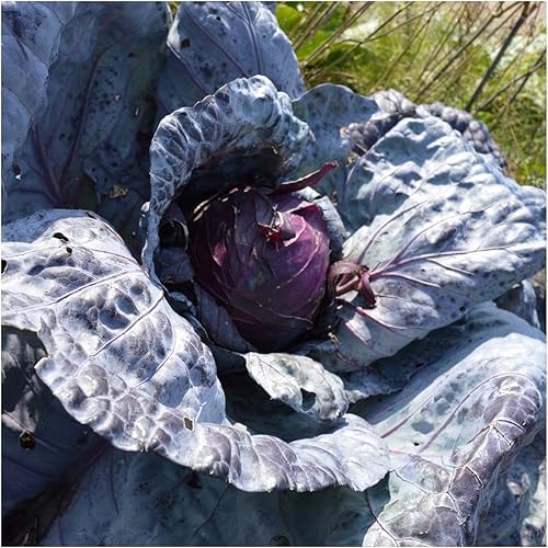 Earthcare Seeds Col Acre Rojo 500 Semillas (Brassica oleracea) Sin OGM - Heirloom - Abierto Polinizado Earthcare Seeds Col Acre Rojo 500 Semillas (Brassica oleracea) Sin OGM - Heirloom - Abierto Polinizado