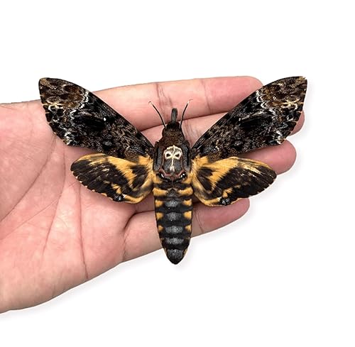 Real Death Head Polilla Acherontia Hawkmoth Montado Cráneo Polilla Entomología Insecto Seco Mariposa Taxidermia Oddity Artwork 1MCU