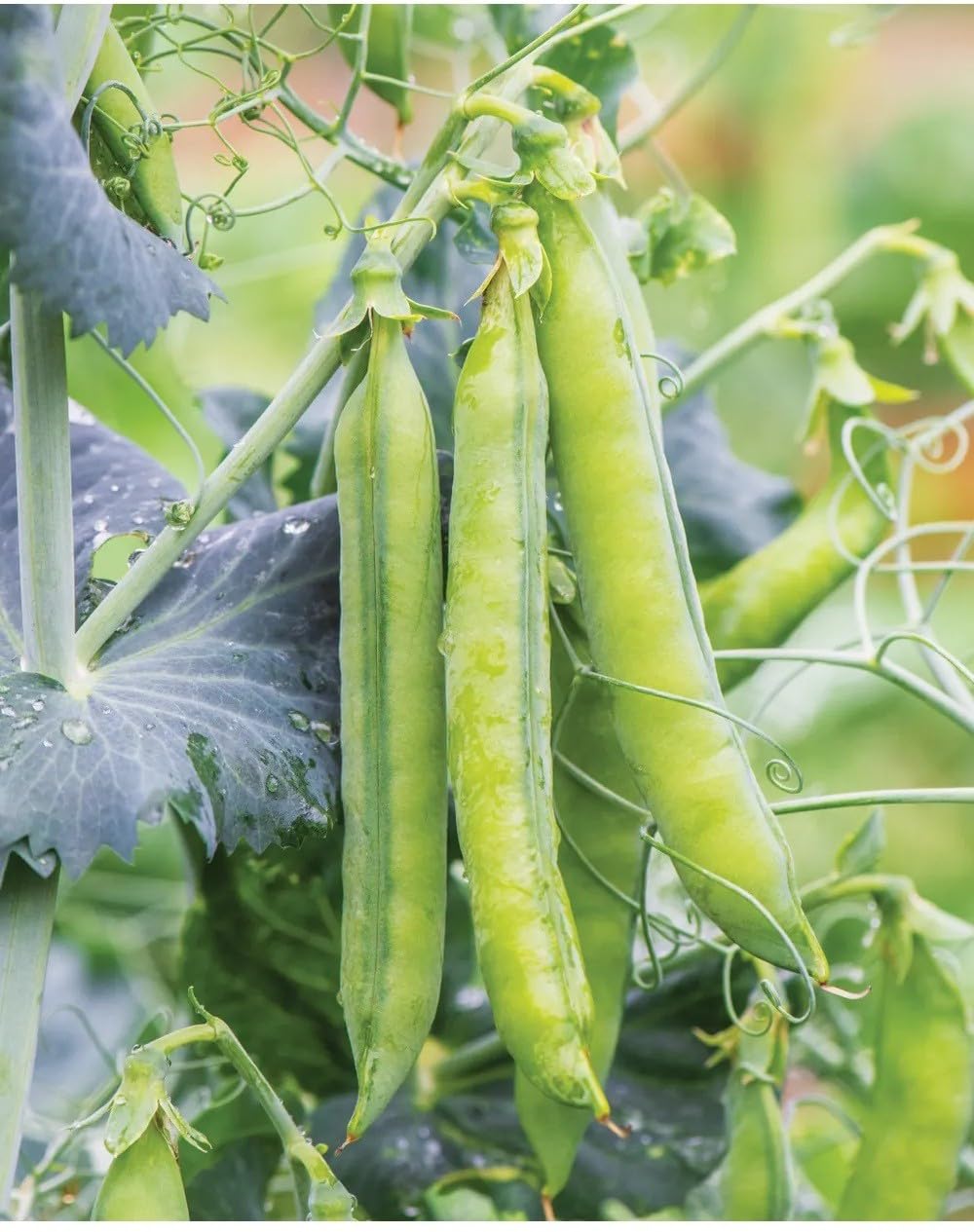 Willvine Organic Green Peas-XLR-8X-image-11