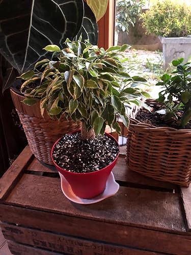 Ficus benjamina Variegated Kinky Fig Tree Weeping Indoor House Plant in Pot  14cm : Amazon.com.be: Garden