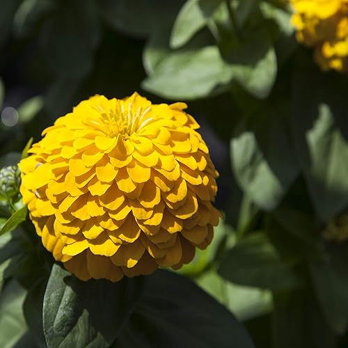 Miniatura 2 de Outsidepride - Zinnia Elegans, 1000 semillas anuales, Lilliput Yellow, flores para plantar, color amarillo