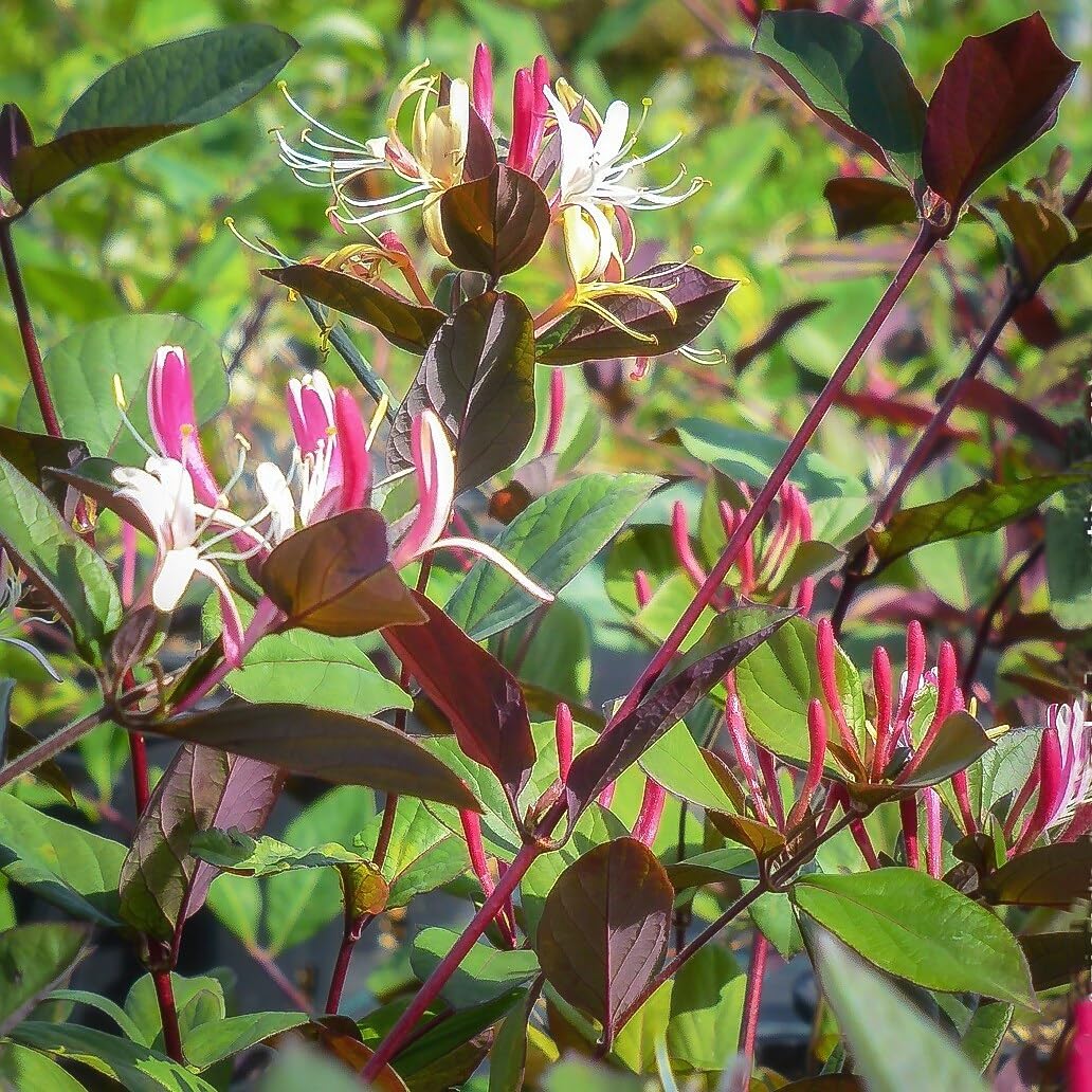 Lonicera Japonica Chinensis, Caprifoglio, confezione da 2 piante, altezza 40/60 cm, vaso Ø8
