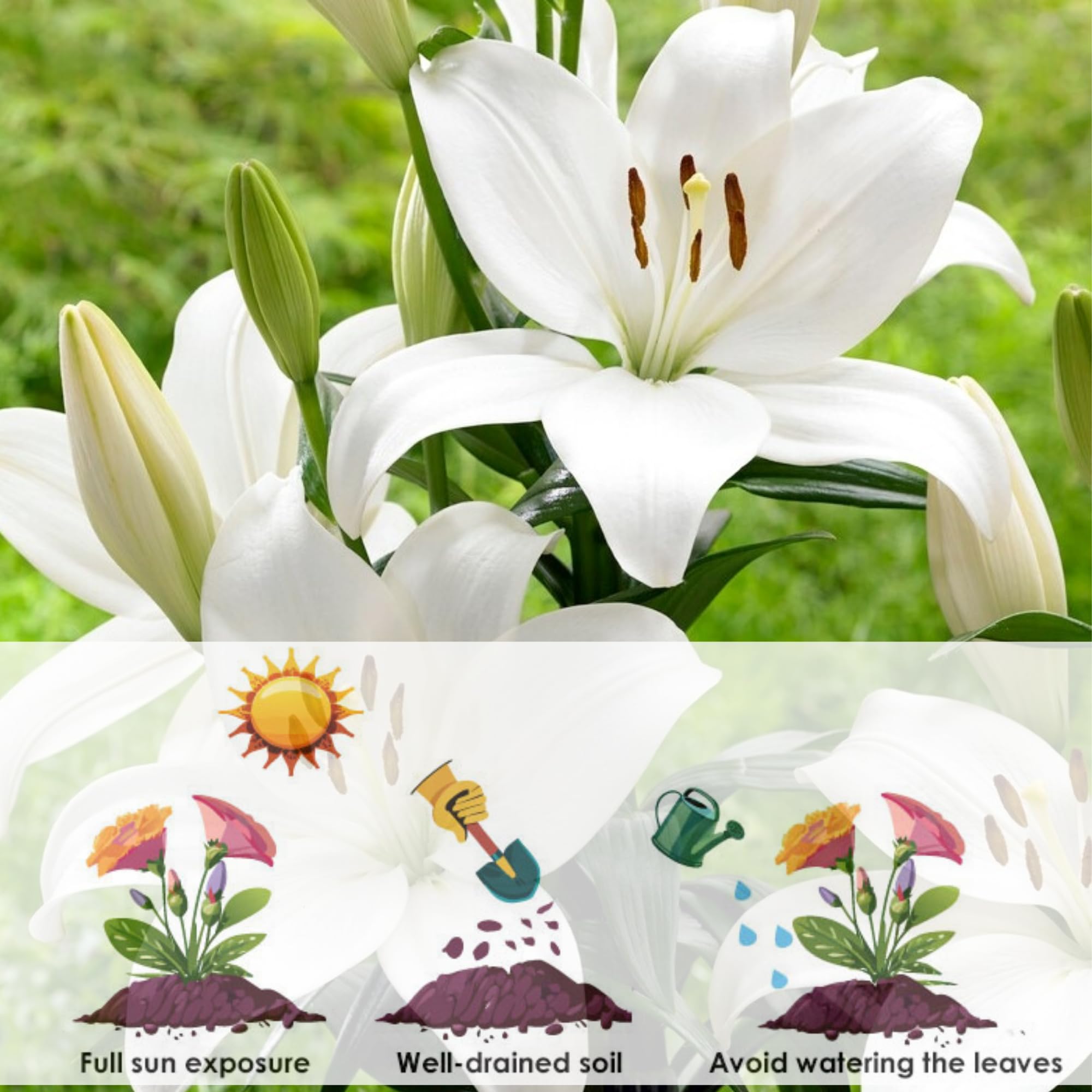 Andhagnai Greens Flower Bulbs For Gardening Lover Fresh and Healthy Big Size Fllower Bulbs (Asiatic Lily- White) Set Of 2 Bulbs 4