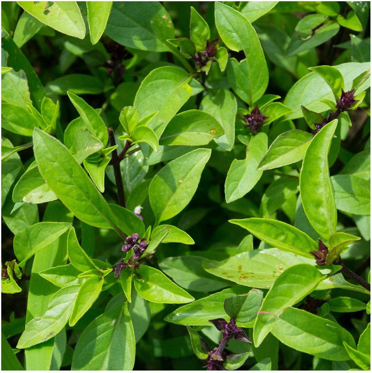 Everwilde Farms - 1/4 Lb Anise Basil Herb Seeds - Gold Vault