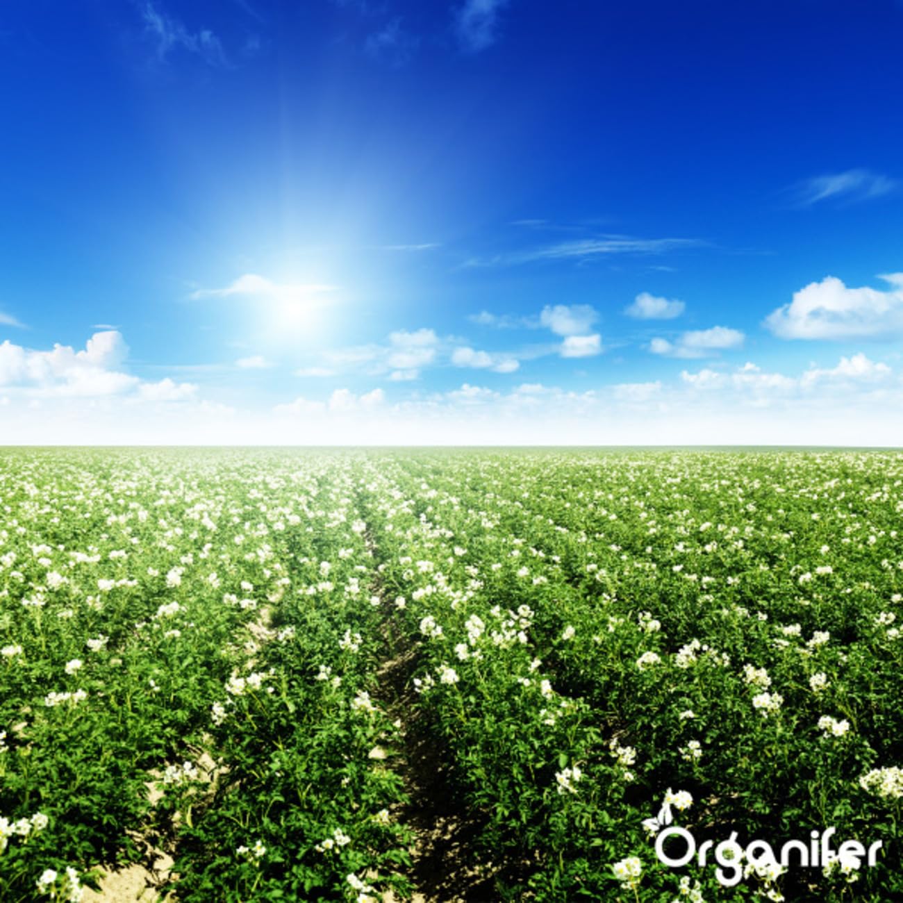 Vinasse Nk Fertilizer 4.5-8 Liquid | 800L Ibc - Organiczne Odżywianie Dla Wszystkich Roślin - Organifer