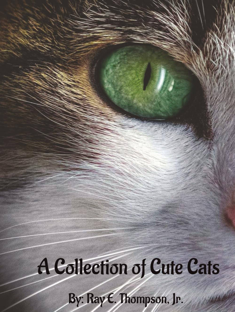 Amis poilus en galerie vibrante : égayez votre espace de vie avec des portraits de chats mignons