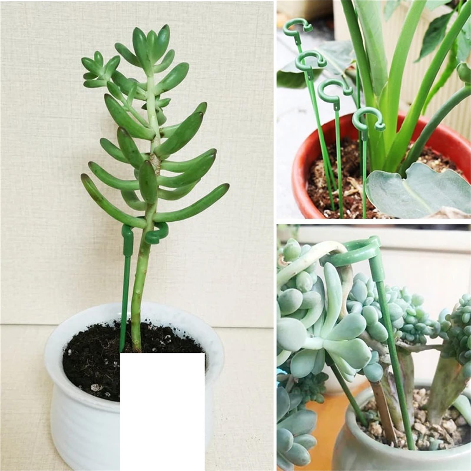 30pcs Plastic Plant Supports für Pfingstrosen, Monstera