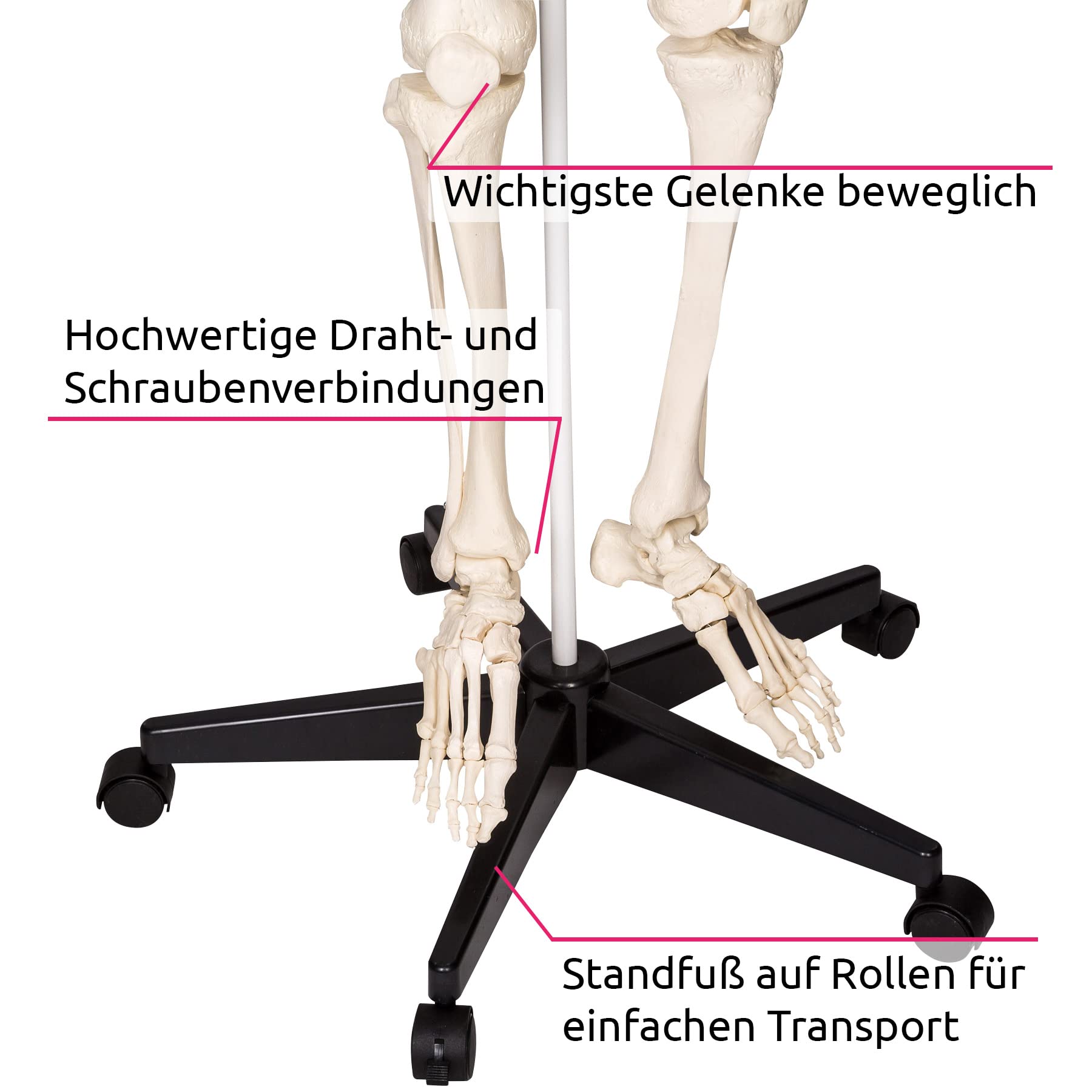 tectake® menschliches Skelett, Skelett lebensgroß, Human Design Anatomie Modell, Skelett Modell der menschliche Körper, medizinische Schulungsmaterialien, Science Kit mit Schädel Modell
