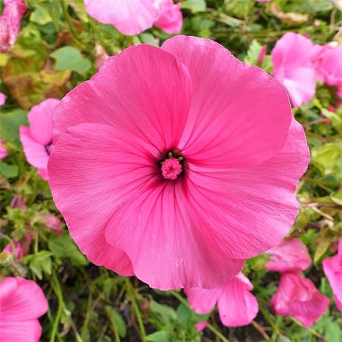 Miniatura 2 de Semillas de malva rosa rosa - Más de 900 unidades - para plantar 2025 Malva Trimestris Anual Hibisco Árbol Común Malva Malva Malva Real Francesa