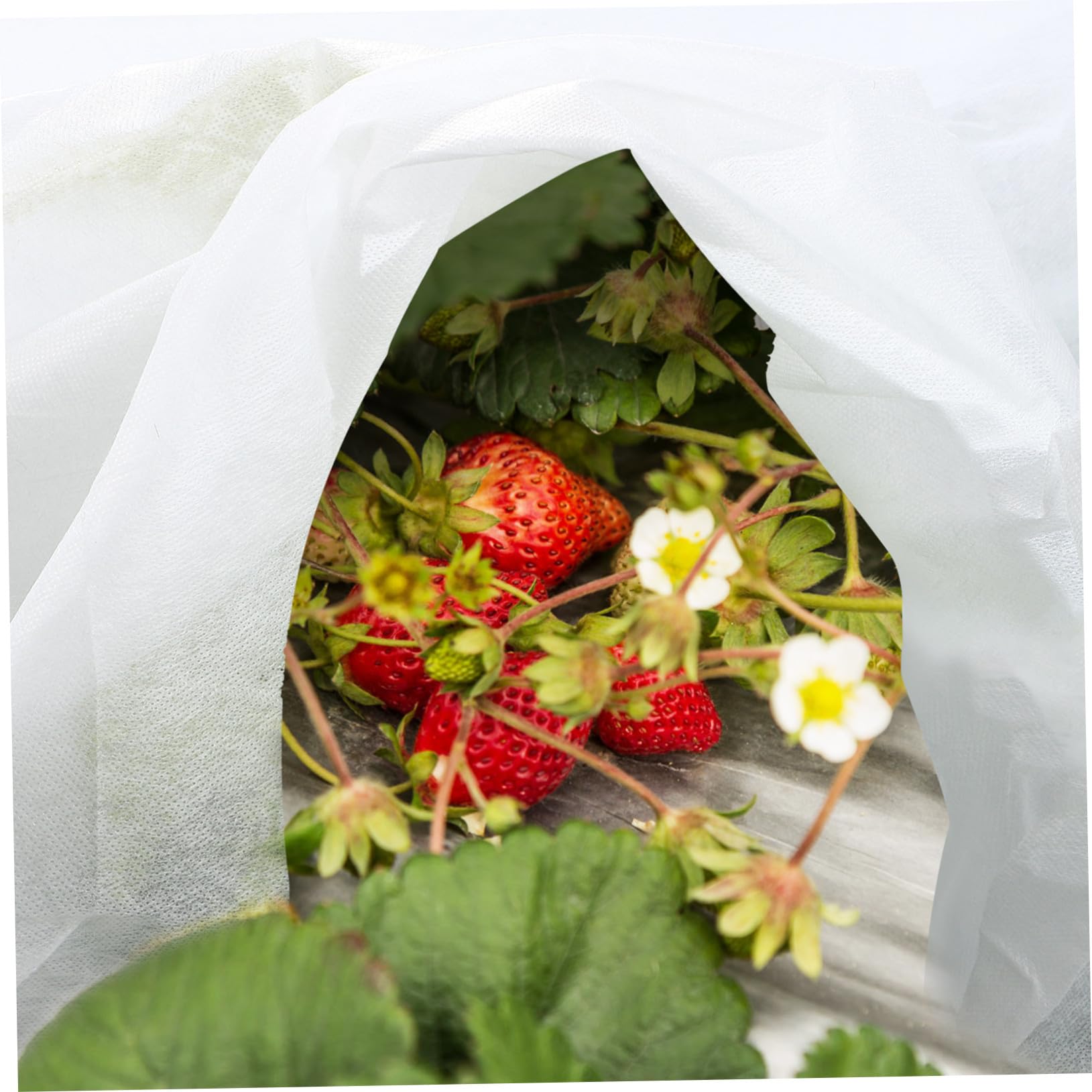 Voile D’hivernage pour Plantes Non Tissé 2 Pièces, Blanc, Réutilisable