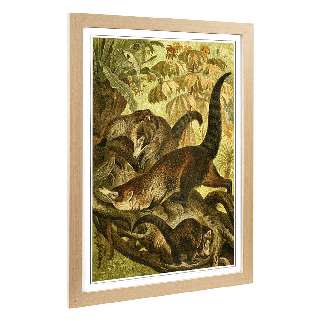 Big Box Art Framed Print of Vintage Brehms Tierlben White-Nosed Coati Design | Wall Art Picture | Home Decor for Kitchen, Living Room, Bedroom, Hallway, Oak, A2 / 24.5x18 Inch / 62x45cm
