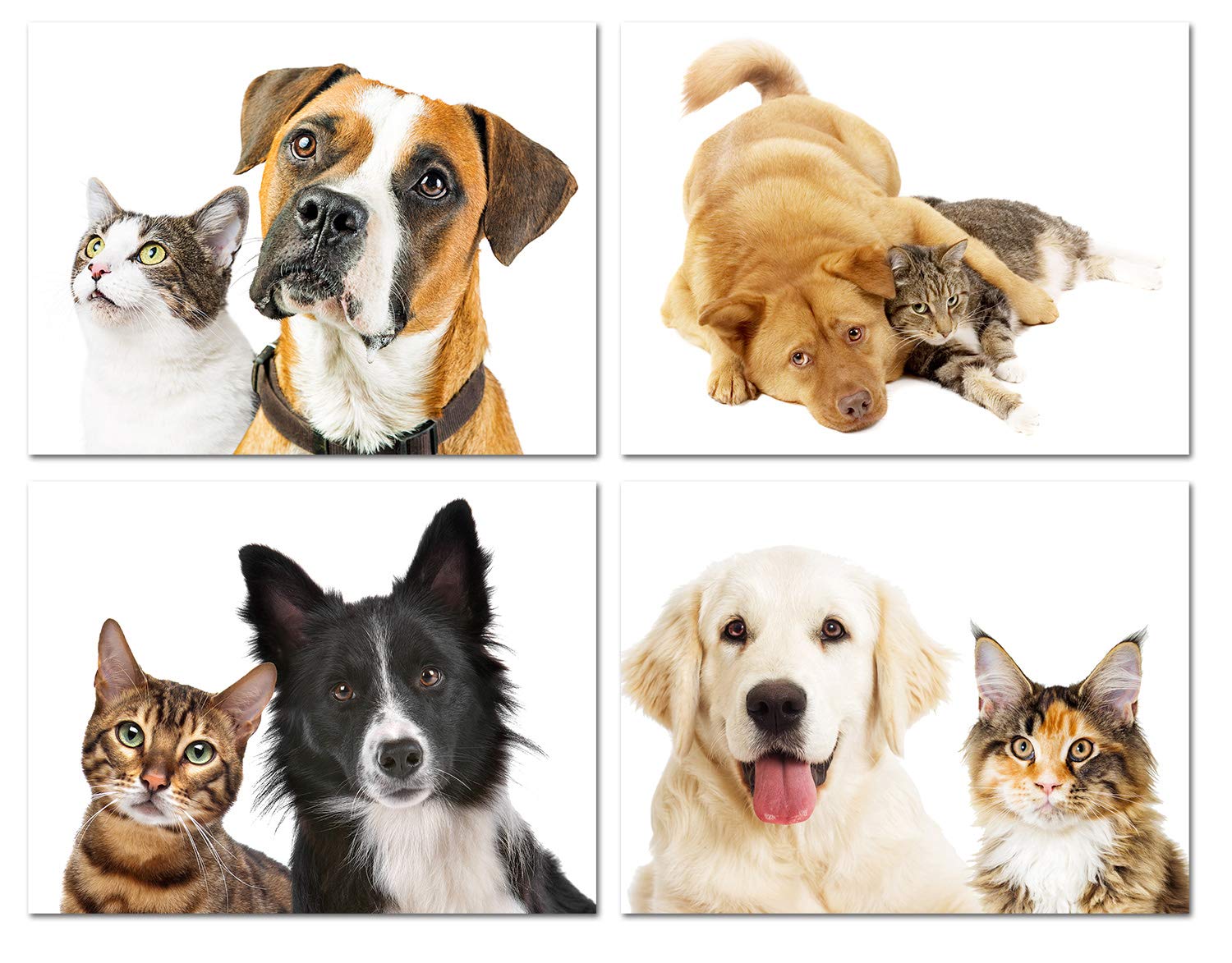 How To Make Your Cat And Dog Friends