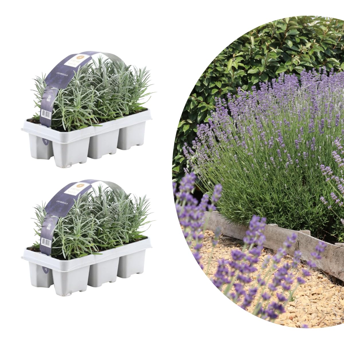 My Green Help – Set 12× Lavandula angustifolia (Lavanda vera) – Ø7 cm, H15 cm – Piantine sempreverdi aromatiche profumate ideali per bordure e vasi, fioritura primavera-estate.