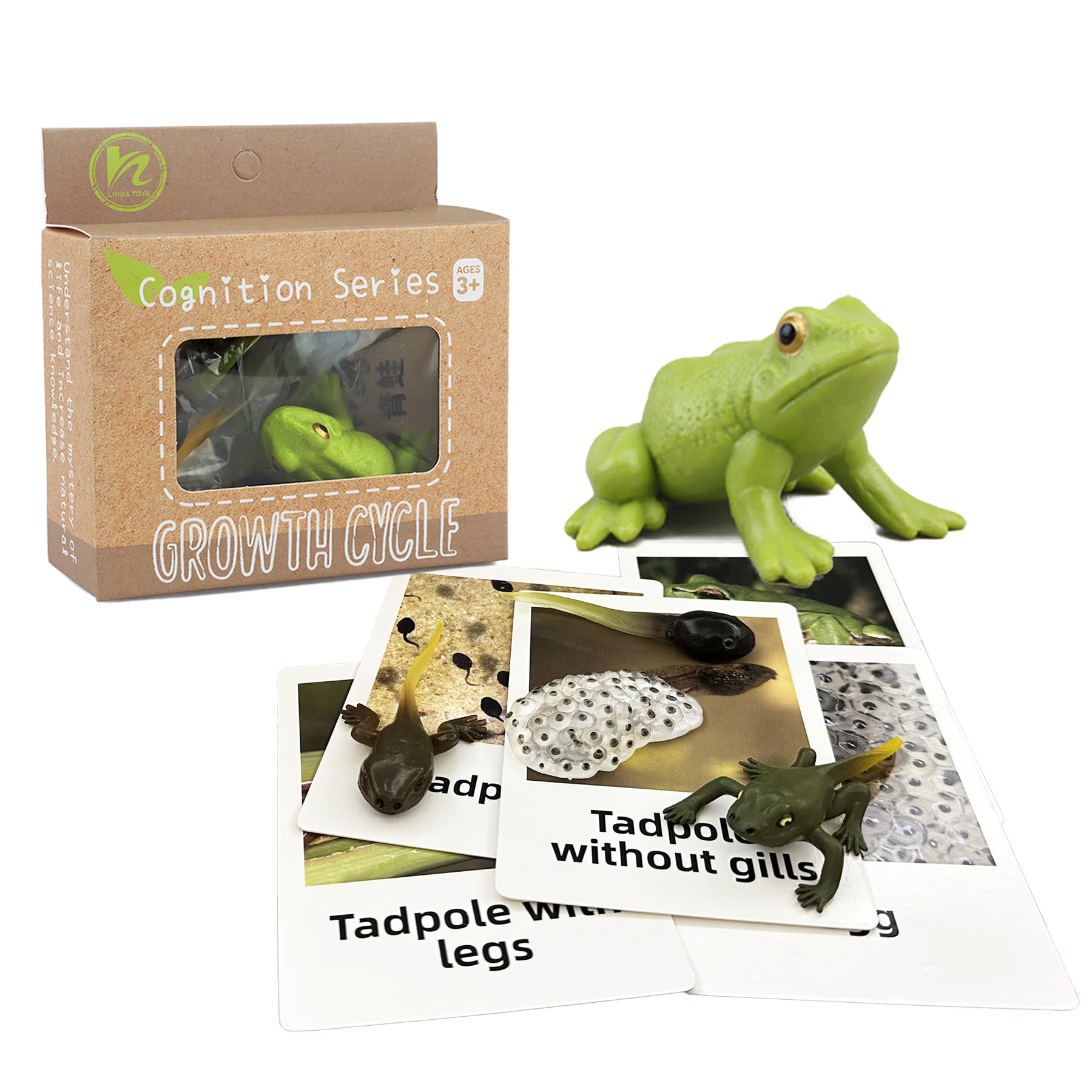 Amazon.com: Mbrain5pcs Frog Growth Cycle with Flash Cards,Life