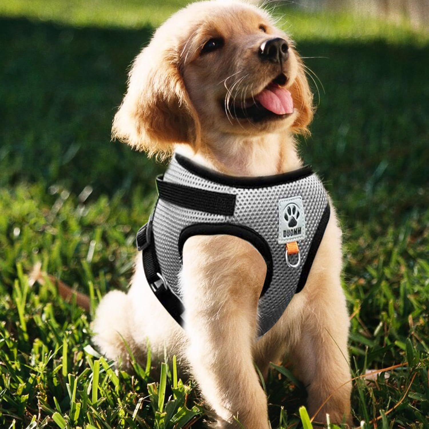 Pettorina e Guinzaglio per Cani, Pettorina Riflettente per Cuccioli, Set di imbracatura e guinzaglio per cuccioli, gatti e gattini (Grigio, S)