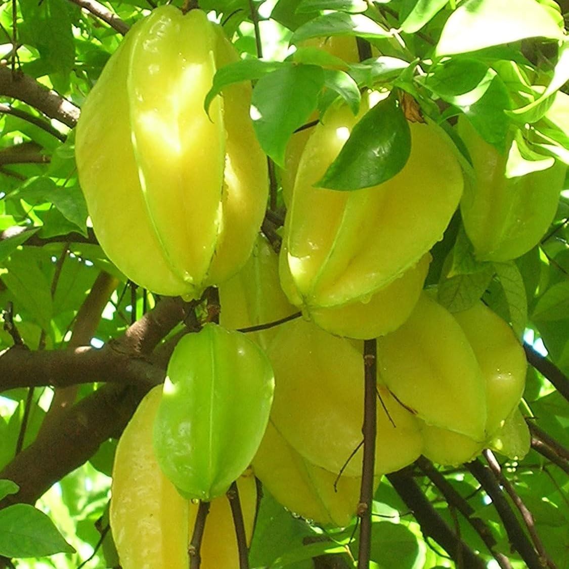 Sweet Star Fruit Plant Live | Hybrid Grafted Kamrak (Carambola) Tree | Sweet & Tangy Star Fruit Plant for Home Garden | Healthy Live Fruit Plant 1.5â€“2 Fts-image-39