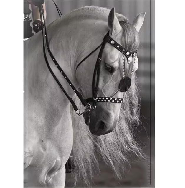 Foto 2 de 2 de VAVENI Artículos ecuestres Moda artículos de Cuero para Caballos, Cuerda de Plomo, Negro