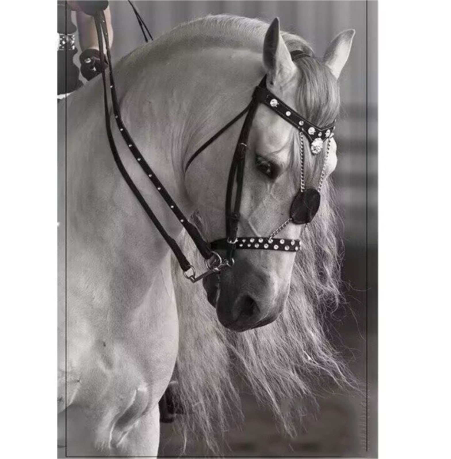 Artículos ecuestres Moda artículos de Cuero para Caballos, Cuerda de Plomo, Negro