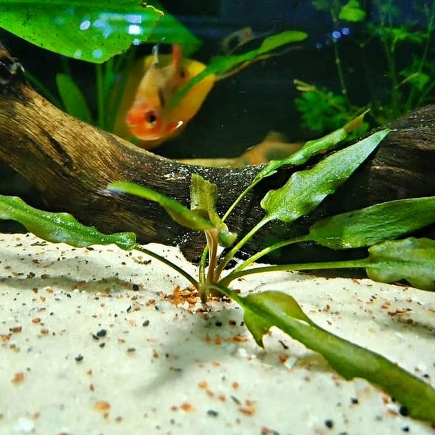 Amazon.com: Cryptocoryne Beckettii Potted Live Aquarium Decorations Aquatic  Plants for Fish Tank by Mainam : Pet Supplies
