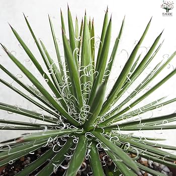 アガベ　滝の白糸　9号鉢つき　耐寒強❗ アガベ 滝の白糸 9号鉢つき 耐寒強❗