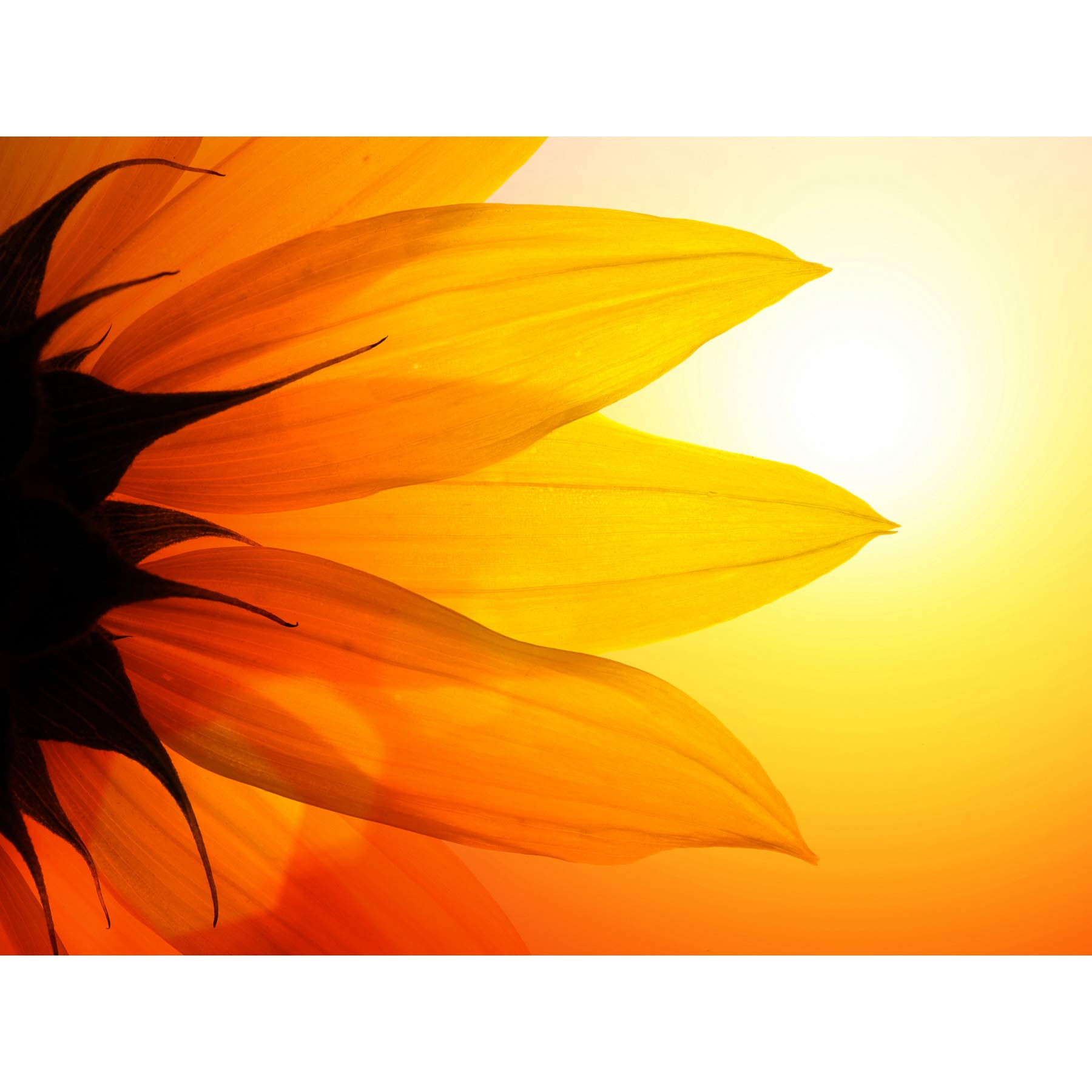 Kunstdruck, Sonnenblumenblätter, Nahaufnahme, groß, 45,7 x 61 cm
