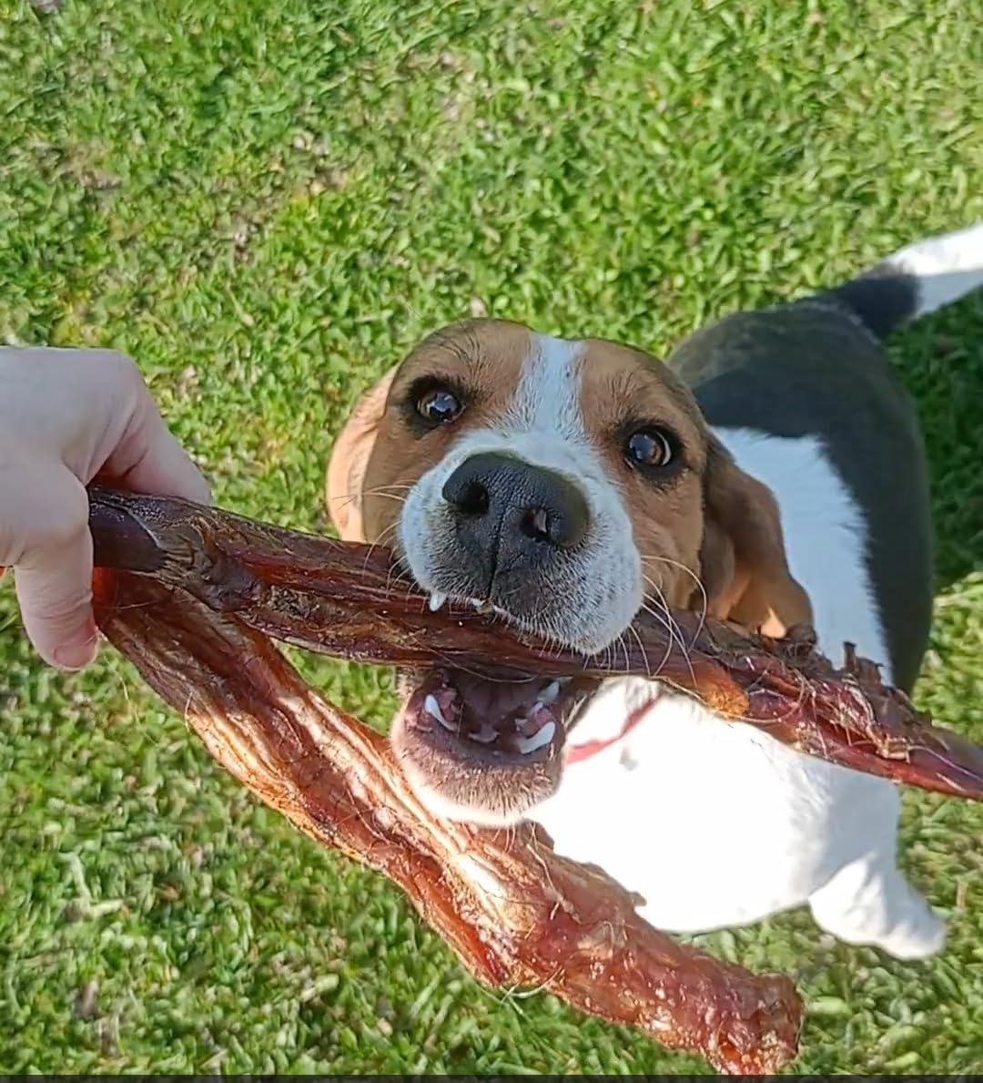 Premium Tenons de bœuf séchés pour chien 1 kg Tendons d'Achille de bœuf Friandise naturelle pour chien