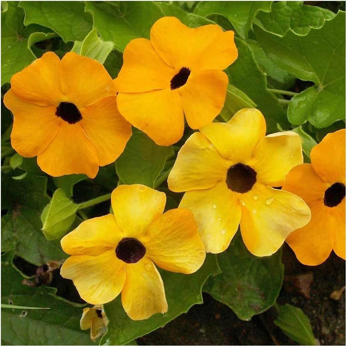 Everwilde Farms - 1 Lb Black-Eyed Susan Vine Wildflower Seeds - Gold Vault