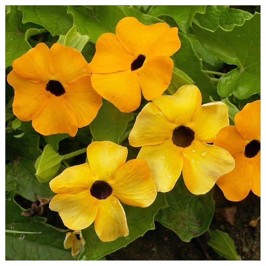 イチジクの大苗。Golden side UCR278-128 Golden Riverside Fig(UCR 278-128) ゴールデンリバーサイド