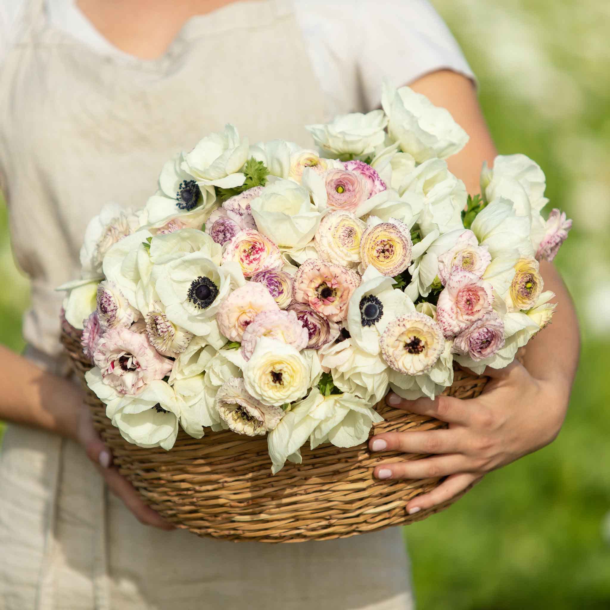 Eden Brothers Anemone Ranunculus Mix