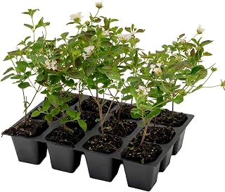 12 Trailing White Lantana – Cascading White-Flowering Evergreen Shrub ...