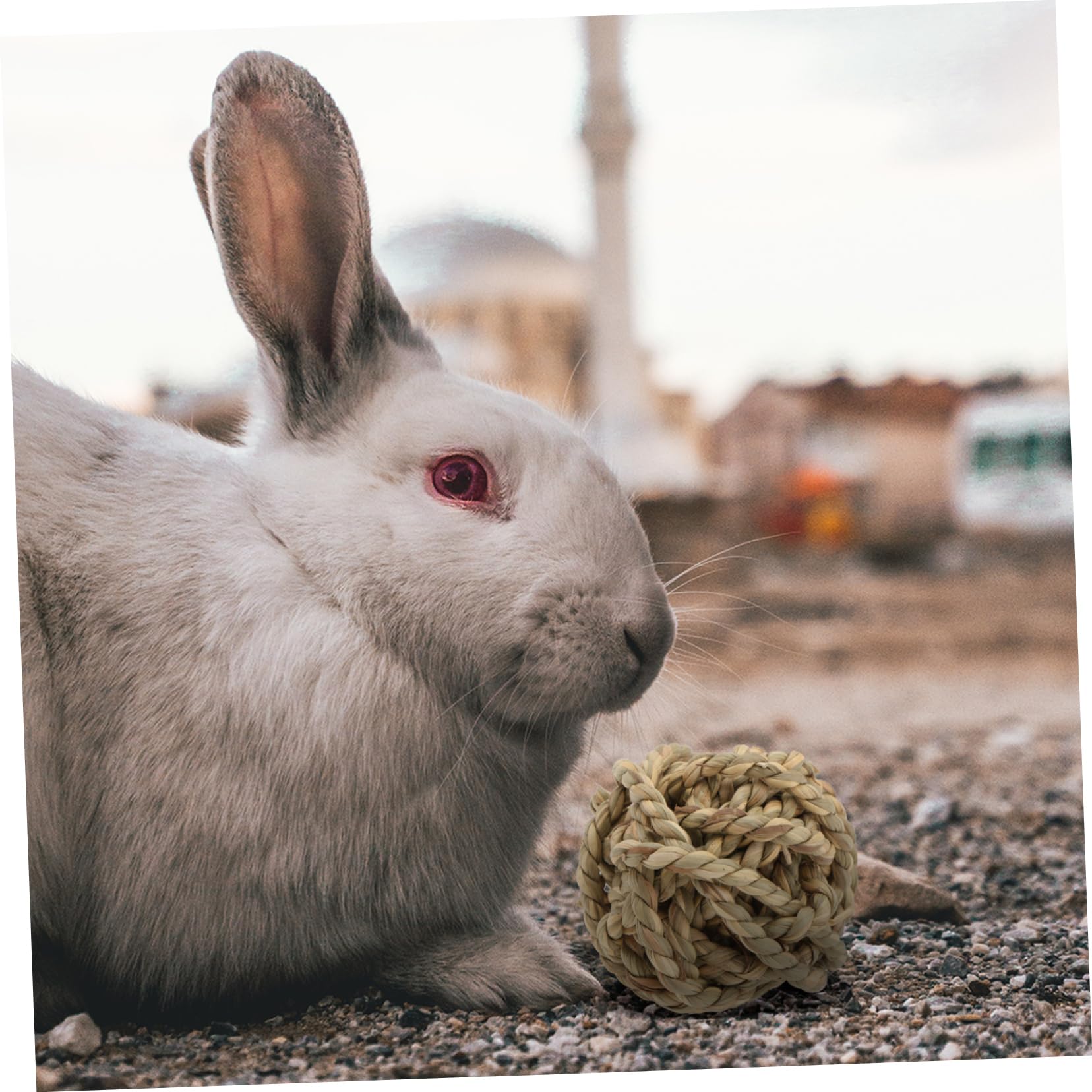 Housoutil 6pezzi Giocattoli Masticabili Rattan Naturale Per Piccoli Animali Palline Da Gioco Per Conigli e Porcellini Sicure Glutine Divertenti e Stimolanti Per Attività Di Rosicchiamento e