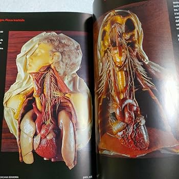 Amazon.co.jp: 人体解剖学図鑑 スペーコラ美術館 : おもちゃ