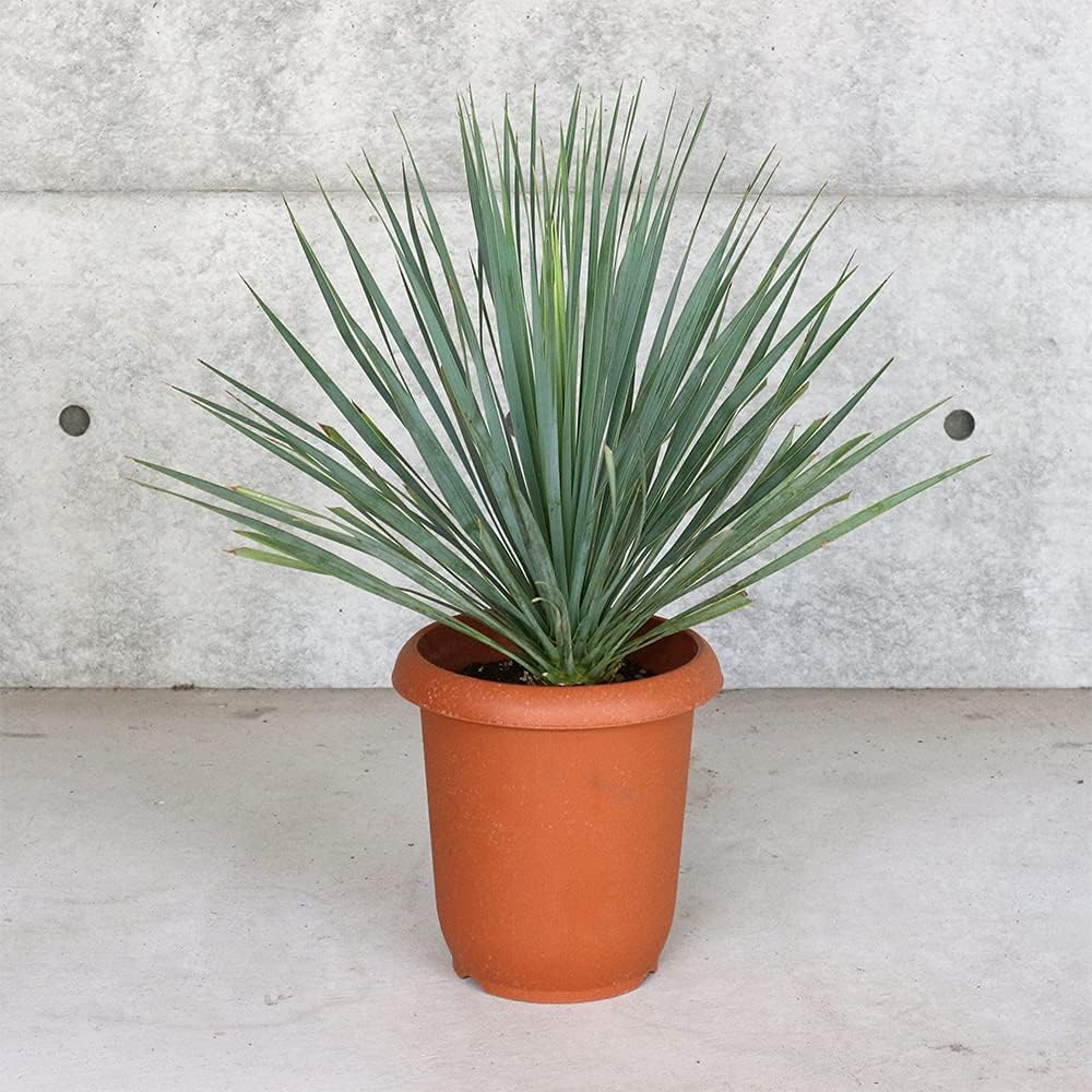 ユッカ・ロストラータ8号鉢(シルバーグリーン葉)【品種で選べる