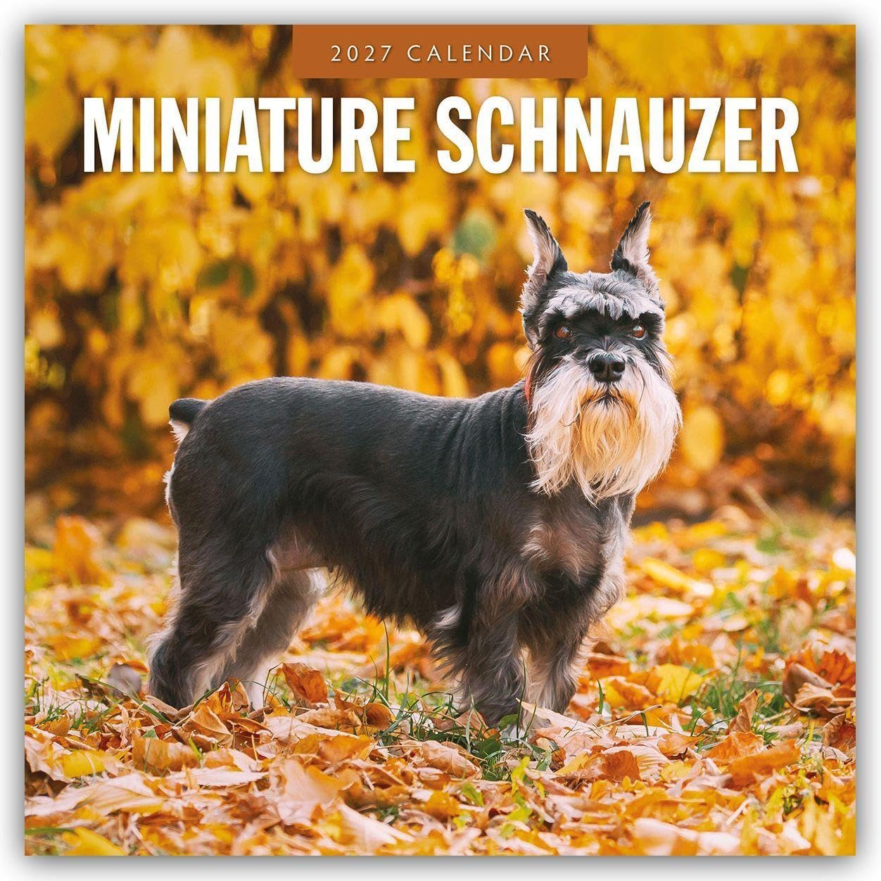 Miniature Schnauzer 2027 Square Wall Calendar: Original Red Robin Publishing Ltd-Kalender [Mehrsprachig] [Kalender]