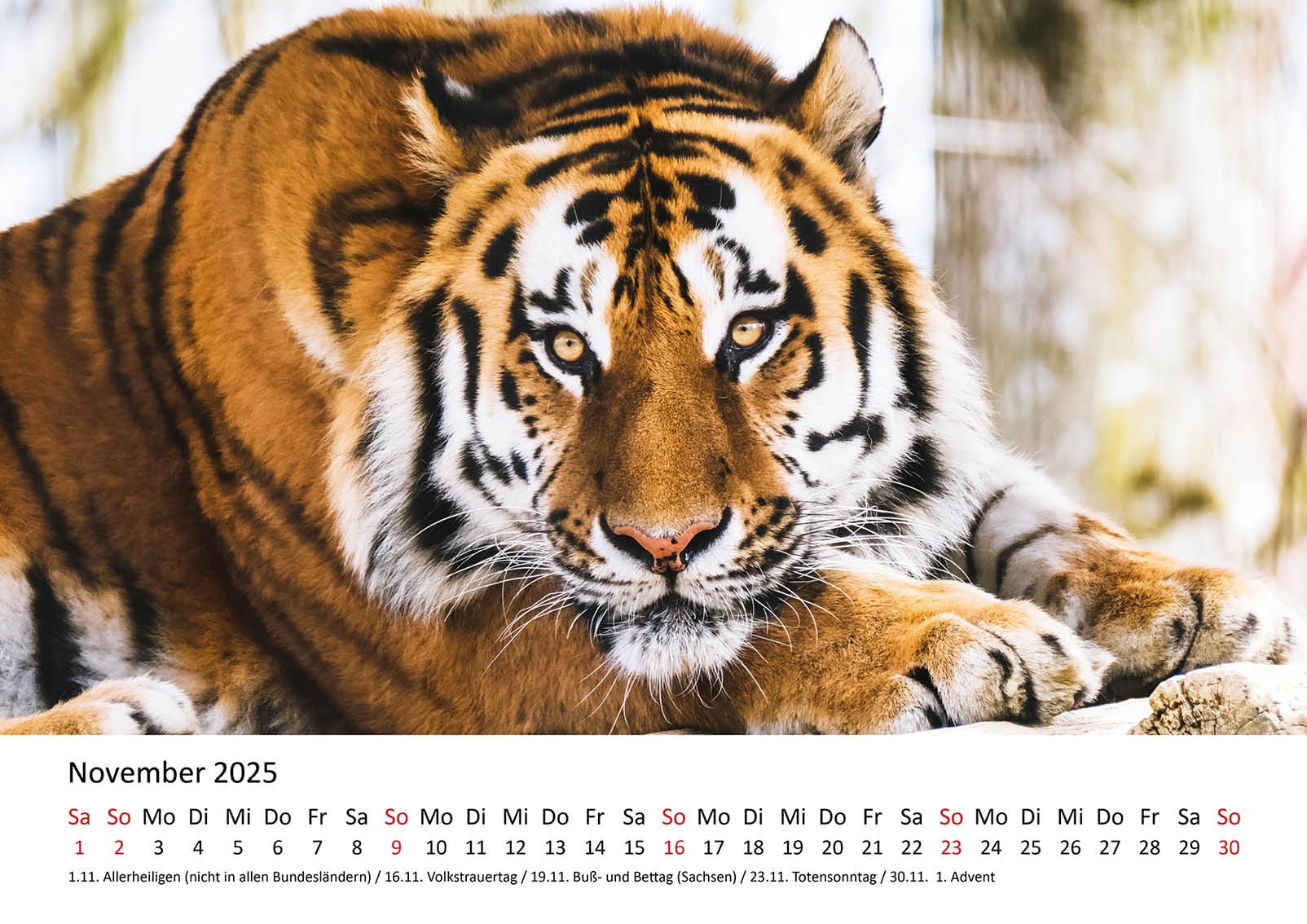 Edition Seidel Calendario Premium Fascination Tiger 2026, Formato