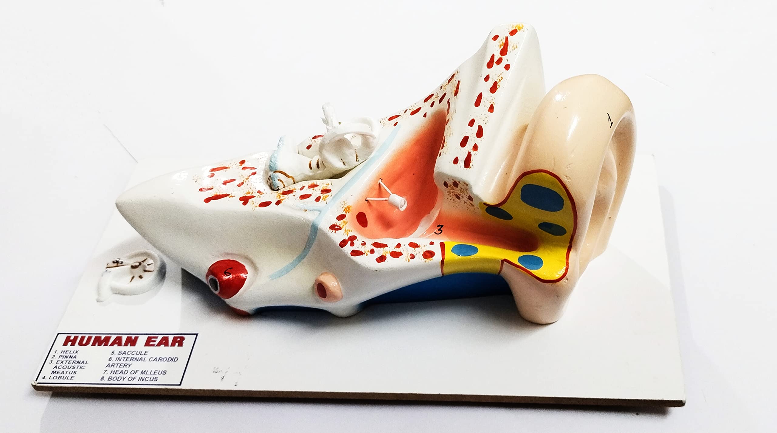 Anand traders human ear model for labs (B09WRGJ9TB) Amazon Price History, Amazon Price Tracker