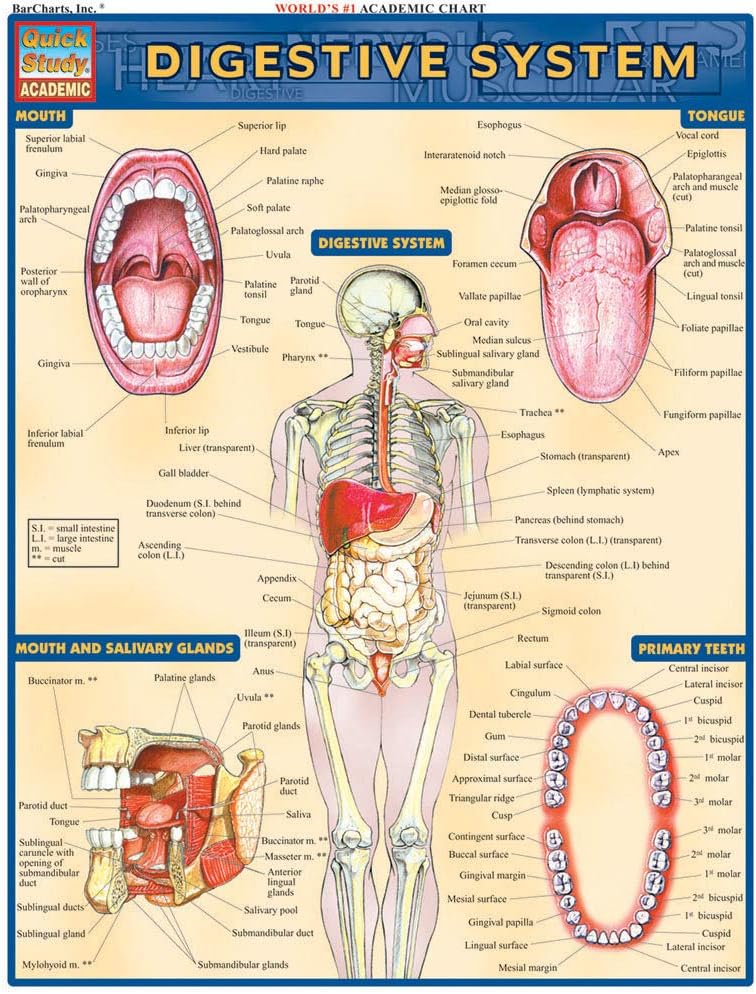 Digestive System (Quick Study Academic)