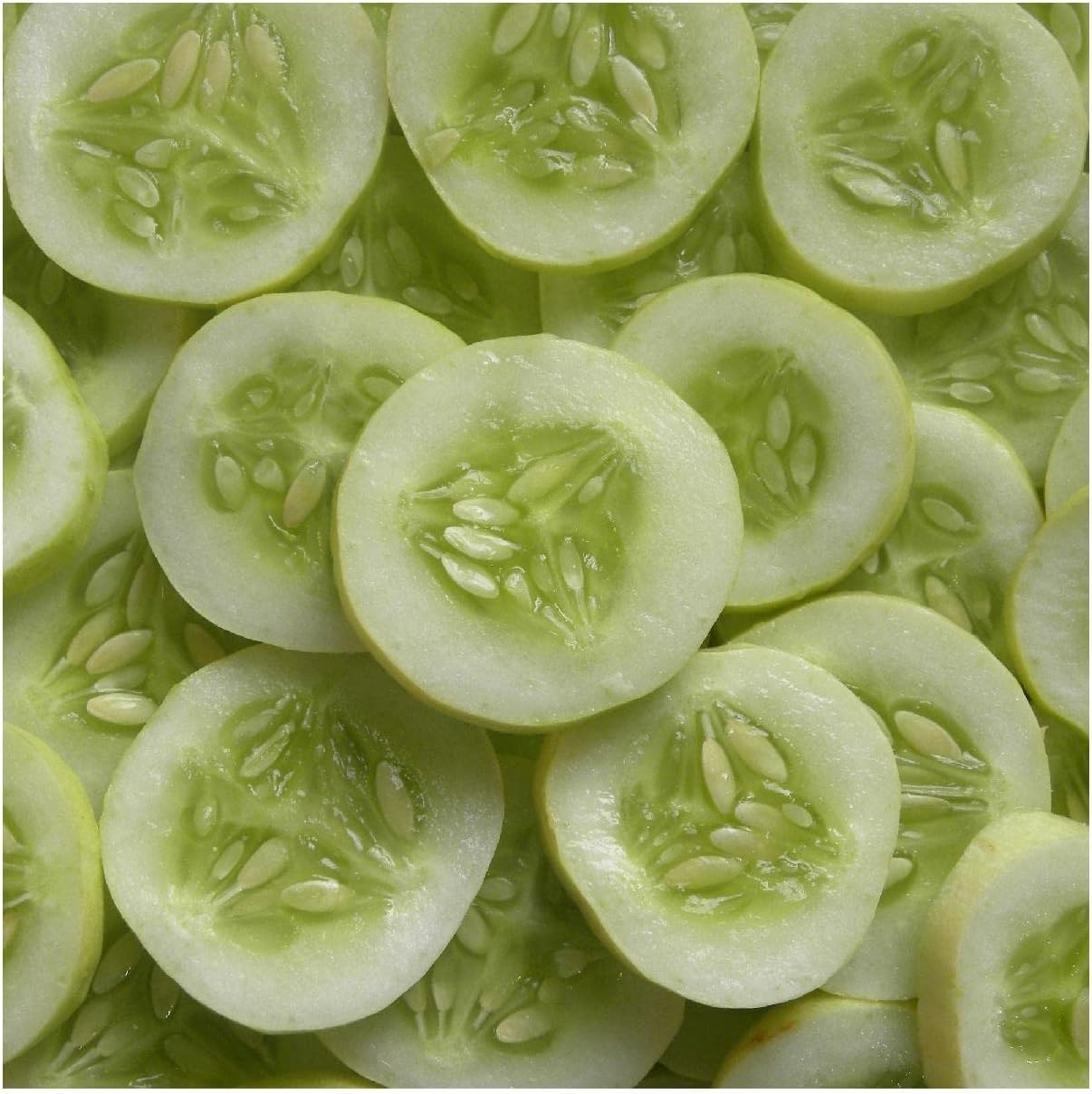 Everwilde Farms - 1 Lb White Wonder Cucumber Seeds - Gold Vault